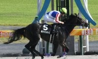 上がり最速連発のオマツリオトコか、2戦連続圧勝のトレドか/園田・兵庫ジュニアGP注目馬