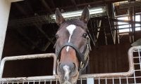 名馬から名種牡馬へ！ 父になったキタサンブラックの次なる夢