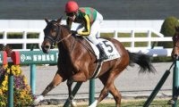 【阪神5R新馬戦結果】8番人気ランスオブサウンドが悠々抜け出す