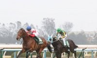 ダノンチェイサーが競走馬登録抹消