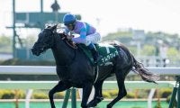 【シルクロードS予想】昨年はメイケイエールが優勝！ サンデーサイレンス系の牝馬が優秀？