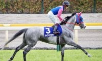 メイショウミモザが競走馬登録抹消