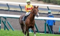 圧勝続くミトノオー VS 地方馬22年ぶりV目指すベラジオソノダラブ きょう兵庫CS