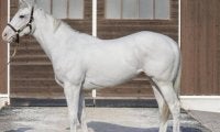 【JRA新馬戦】ソダシの近親にあたる白毛馬アマンテビアンコなどがデビュー