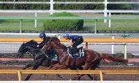 セレクト2億円超えの良血馬 ラケダイモーンが初陣/関西馬メイクデビュー情報