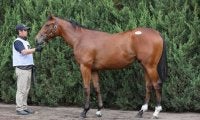 【セレクトセール2023】アメリカンファラオ産駒が1億7000万円で落札