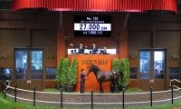 【セレクトセール2023】BCフィリー&メアターフ勝ち馬の全弟が2億7000万円で落札