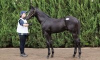 【セレクトセール2023】初登場コントレイル産駒がいきなりの1億7000万円