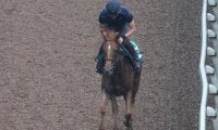 【JRA新馬戦】ヴィルシーナらGI馬3頭の妹エヴァンスウィートなどがデビュー
