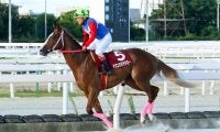 【兵庫ジュベナイルC】マミエミモモタローがデビュー2連勝…川原騎手は地方競馬重賞最年長勝利記録を更新