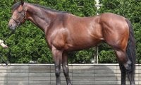 昨夏から30kg近く馬体成長 “ベストマッチ”な小倉1800mの中京記念で初タイトルへ