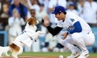 「今まで見たことないほど、キュートな始球式！」大谷翔平の愛犬デコピンが始球式に登場→直後に本人は先頭打者アーチで42号をマーク