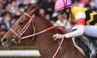 ダートグレード競走でも善戦の3億円良血馬 約2年ぶりに芝レース参戦