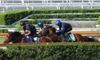 現2歳には小倉ダ1000mのレコードホルダー 期待高まるアメリカンファラオ産駒/関西馬メイクデビュー情報
