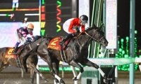 【大井・レディスプレリュード枠順】重賞連勝狙うアーテルアストレアは7枠7番