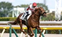 【菊花賞前日オッズ】ダービー馬ダノンデサイルが2.6倍で1番人気