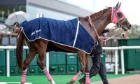 【みやこS枠順確定】オメガギネスは5枠8番、ミトノオーは7枠12番