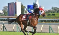 国内外15か所の競馬場を走った重賞3勝馬 バスラットレオンが抹消、種牡馬入り
