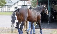 レッドベルジュールが日本軽種馬協会・九州種馬場へ移動