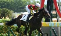 【京都2歳S想定馬・騎手】サラコスティ、エリキングなど8頭