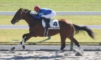 【新馬/京都4R】サンダースノー産駒 ナルカミが大差V