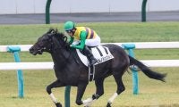 【新馬/京都6R】ナダル産駒 ヒルノハンブルクが人気に応える