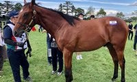 【JRA新馬戦】19年の年度代表馬リスグラシューの半弟ネブラディスクなどがデビュー
