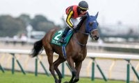 【阪神JF想定馬・騎手】米国馬メイデイレディ、ブラウンラチェットなど22頭