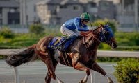 ダート王者決定戦チャンピオンズCなど3重賞/今週の競馬界の見どころ