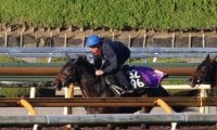叔母に名牝ミッキークイーンをもつ良血 ショウヘイが土曜京都で初陣へ/関西馬メイクデビュー情報