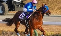砂マイルの“国内最強馬” チャンピオンズCで有終の美となるか