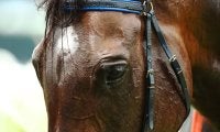 【チャンピオンズC／穴ライズ】ウィルソンテソーロが人気なのに……「競馬ファンのトラウマ」が引き上げる“2桁”オッズに妙味