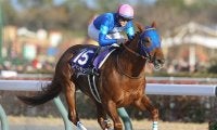 【競馬予想】チャンピオンズカップでレモンポップは有終の美を飾ることができるか？
