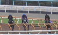 叔父にGI馬ポタジェがいる血統 土曜京都で初陣迎えるオーレアミスト/関西馬メイクデビュー情報