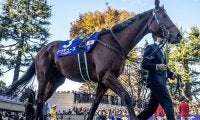 【有馬記念想定騎手】ドウデュースは武豊騎手、アーバンシックはC.ルメール騎手
