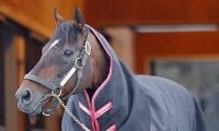 モーリスやパンサラッサなど 5頭のシャトル種牡馬がオーストラリア・ニュージーランドから帰国