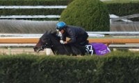 叔母に芝6勝馬もつエピファネイア産駒 ロックエンジェルが土曜京都で初陣へ/関西馬メイクデビュー情報