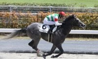 【船橋・ブルーバードC枠順】連勝中のクァンタムウェーブは7枠7番