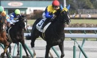 【AI予想・根岸S】フェブラリーSに向けて最も重要な前哨戦！ 人工知能はダート1400mで無敗の実力馬を高評価