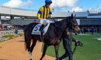 “祖母の忘れ物”牝馬クラシック制覇へ エアメサイアの孫がエルフィンSで連勝狙う