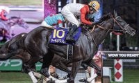 ホクトベガ以来の牝馬Vへ フェブラリーSに横山典弘騎手とアーテルアストレアが参戦
