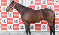 ホープフルS当時とは見違えるほど馬体充実 セレクト3.2億円の良血馬が弥生賞制覇へ