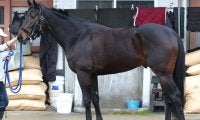 シックスペンスやウインブライトと重なるシルエット 馬体派記者が「スプリングSにぴったりな馬体」と評した一頭とは
