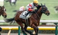 【スプリングS予想】前走1勝クラスを勝ち上がった馬に高期待値！ 前走が新馬や未勝利だった馬は苦戦傾向