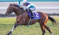 朝日杯FS覇者がニュージーランドTで始動 意外？ なジンクスを破り3連勝へ