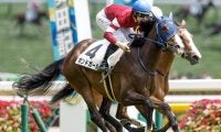 【阪神牝馬S予想オッズ】ボンドガールが予想1番人気