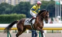 阪神芝は引き続き内＆前有利 阪神牝馬Sはビヨンドザヴァレー＆タガノエルピーダが狙い目だ