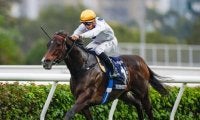5月10日から香G1・10勝ゴールデンシックスティの見学開始 ノーザンホースパークが公式Xで発表