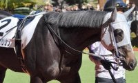 半兄に天皇賞(春)覇者とJpnI・4勝馬 メイショウハリソンが初勝利なるか