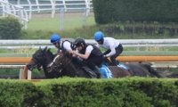 ショウヘイ、日本ダービー1週前追い切り速報/栗東トレセンニュース